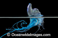 Portuguese Man o War Photo - Gary Bell