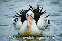 Australian Pelican Photo - Gary Bell