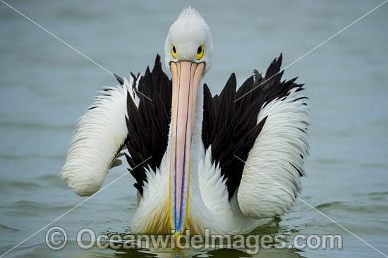 Australian Pelican photo Australian Pelican photo