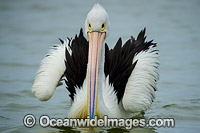 Australian Pelican Photo - Gary Bell
