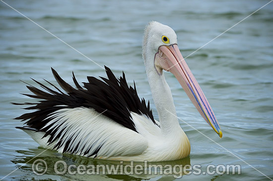 Australian Pelican photo Australian Pelican photo