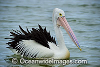 Australian Pelican Photo - Gary Bell