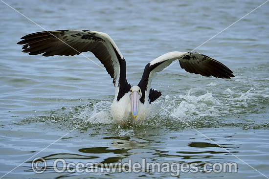 Australian Pelican photo Australian Pelican photo