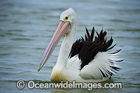 Australian Pelican Photo - Gary Bell