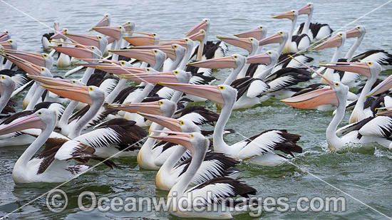 Australian Pelicans photo Australian Pelicans photo