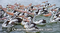 Australian Pelicans Photo - Gary Bell