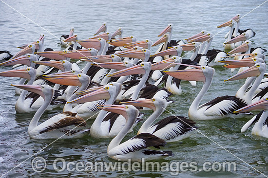 Australian Pelicans photo Australian Pelicans photo