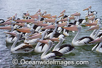 Australian Pelicans Photo - Gary Bell