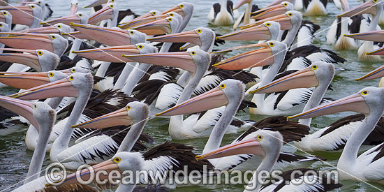 Australian Pelicans photo Australian Pelicans photo