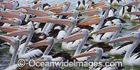 Australian Pelicans Photo - Gary Bell