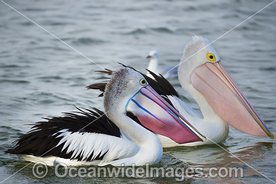 Australian Pelicans photo Australian Pelicans photo