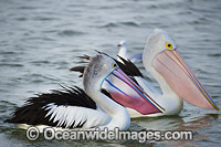 Australian Pelicans Photo - Gary Bell