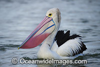 Australian Pelican Photo - Gary Bell