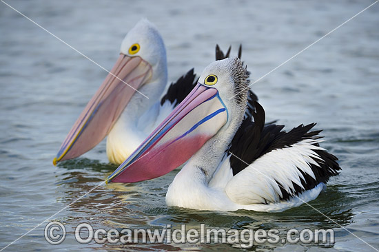 Australian Pelicans photo Australian Pelicans photo