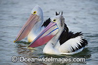 Australian Pelicans Photo - Gary Bell
