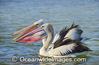 Australian Pelicans Photo - Gary Bell