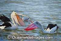 Australian Pelicans Photo - Gary Bell