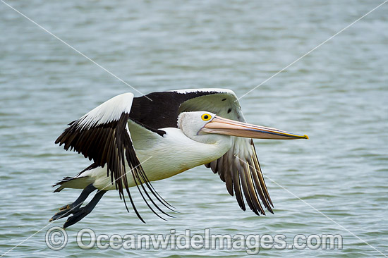 Australian Pelican flying photo Australian Pelican flying photo