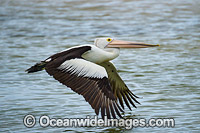 Australian Pelican flying Photo - Gary Bell