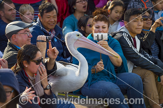 Spectators with Pelicans photo Spectators with Pelicans photo