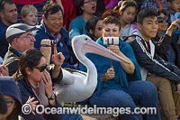 Spectators with Pelicans Photo - Gary Bell