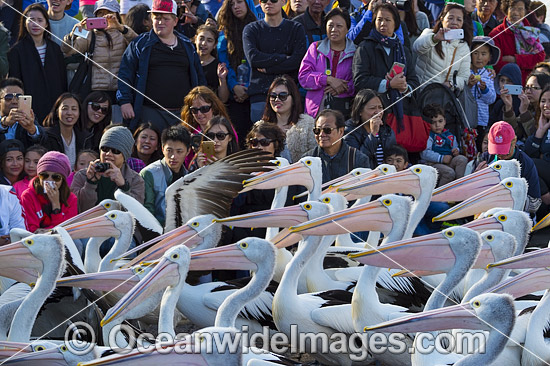 Spectators with Pelicans photo Spectators with Pelicans photo