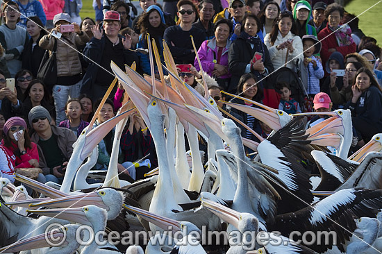 Spectators with Pelicans photo Spectators with Pelicans photo