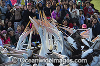 Spectators with Pelicans Photo - Gary Bell