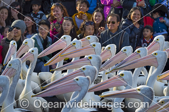 Spectators with Pelicans photo Spectators with Pelicans photo