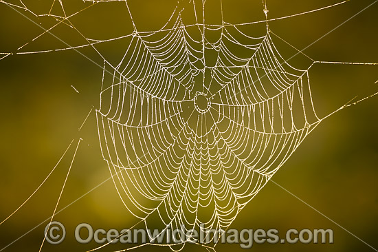 Spider web photo Spider web photo