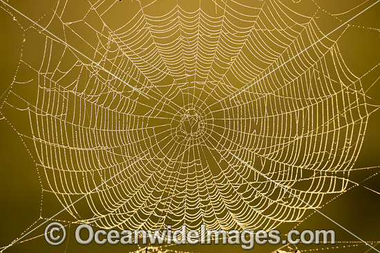 Spider web photo Spider web photo