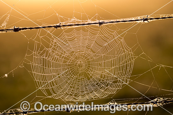 Spider web on barbed wire photo Spider web on barbed wire photo