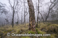New England National Park Forest Photo - Gary Bell