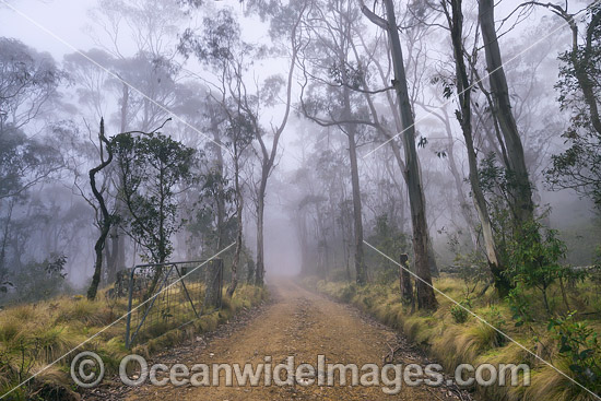 Track through Snow Gum woodland photo Track through Snow Gum woodland photo