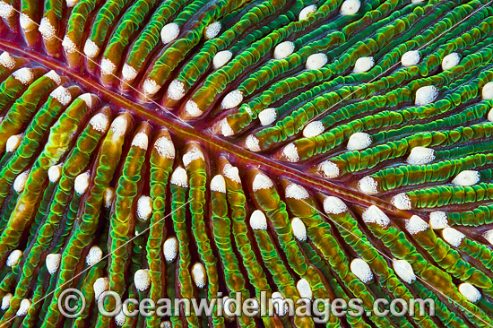 Mushroom Coral photo