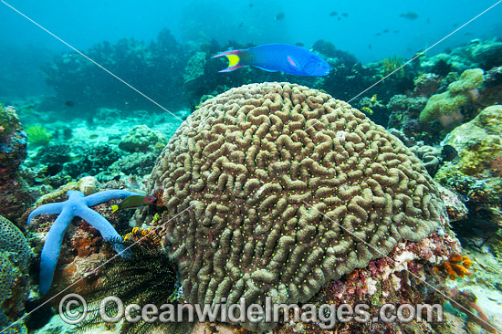 Brain Coral and Sea Star photo Brain Coral and Sea Star photo