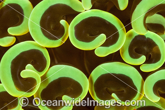 Coral Euphyllia ancora photo Coral Euphyllia ancora photo