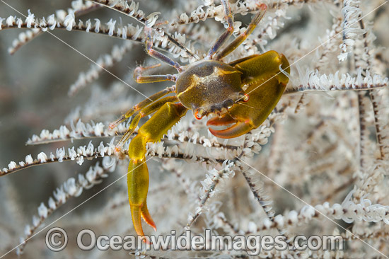 Black Coral Crab photo Black Coral Crab photo