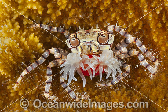 Boxer Crab photo Boxer Crab photo