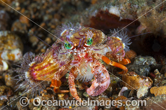 Hermit Crab Dardanus pedunculatus photo Hermit Crab Dardanus pedunculatus photo