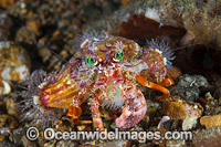Hermit Crab Dardanus pedunculatus Photo - Gary Bell
