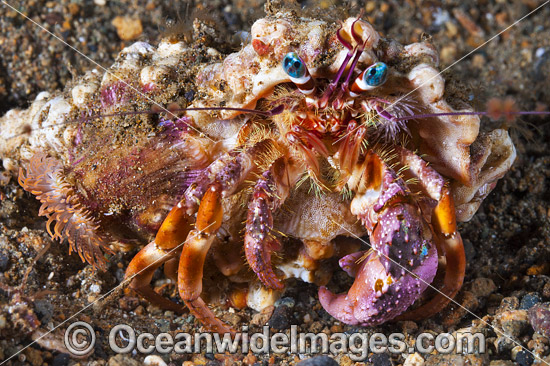 Hermit Crab Dardanus pedunculatus photo Hermit Crab Dardanus pedunculatus photo