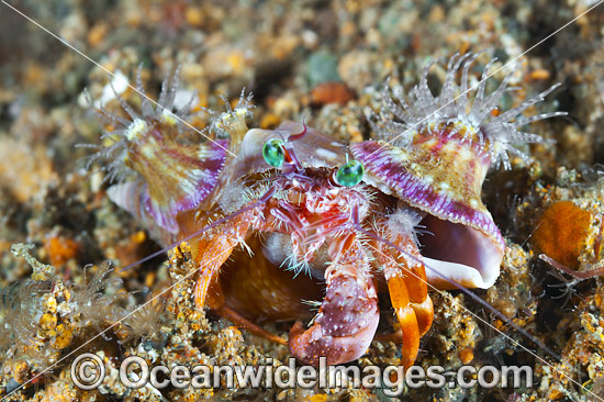 Hermit Crab Dardanus pedunculatus photo Hermit Crab Dardanus pedunculatus photo