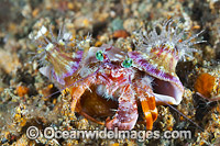 Hermit Crab Dardanus pedunculatus Photo - Gary Bell
