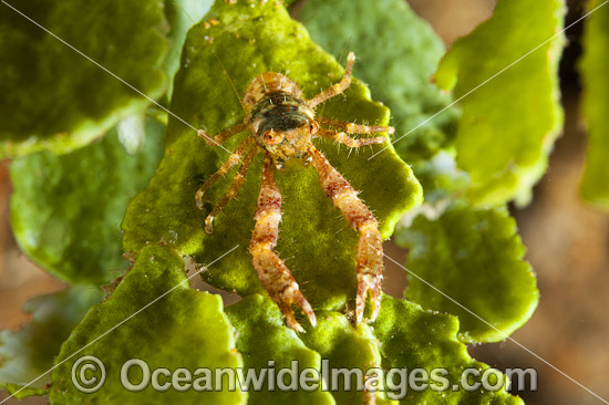 Squat Lobster photo Squat Lobster photo