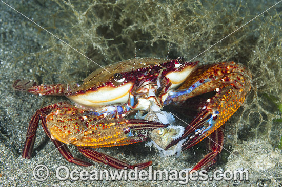 Rock Crab Plagusia dentipes photo Rock Crab Plagusia dentipes photo