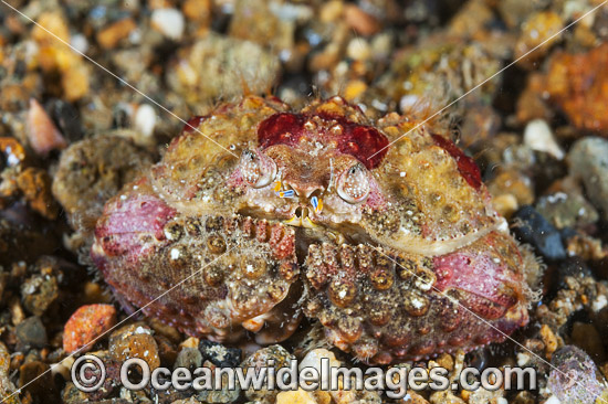 Box Crab Calappa sp. photo Box Crab Calappa sp. photo