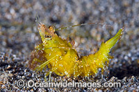 Shrimp Coral Triangle Photo - Gary Bell