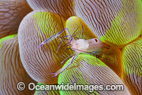 Commensal Shrimp Vir philippinensis Photo - Gary Bell