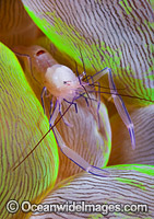 Commensal Shrimp on Bubble Coral Photo - Gary Bell